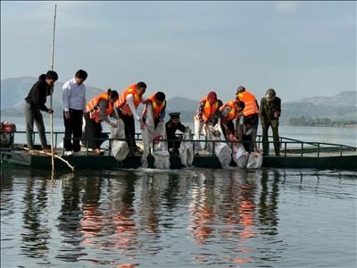 Hơn 300 kg cá giống được thả xuống lòng hồ thủy điện Ialy và Pleikrông